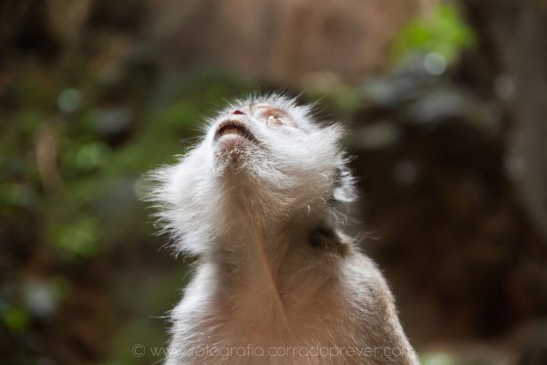 Malesia, Batu Caves, macachi che abitano la grotta.