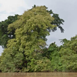 Malesia, escursione all'interno del Taman Negara National Park.