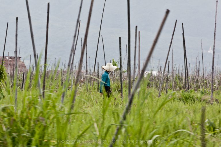 Myanmar ex Birmania, Lago Inle, coltivazioni.