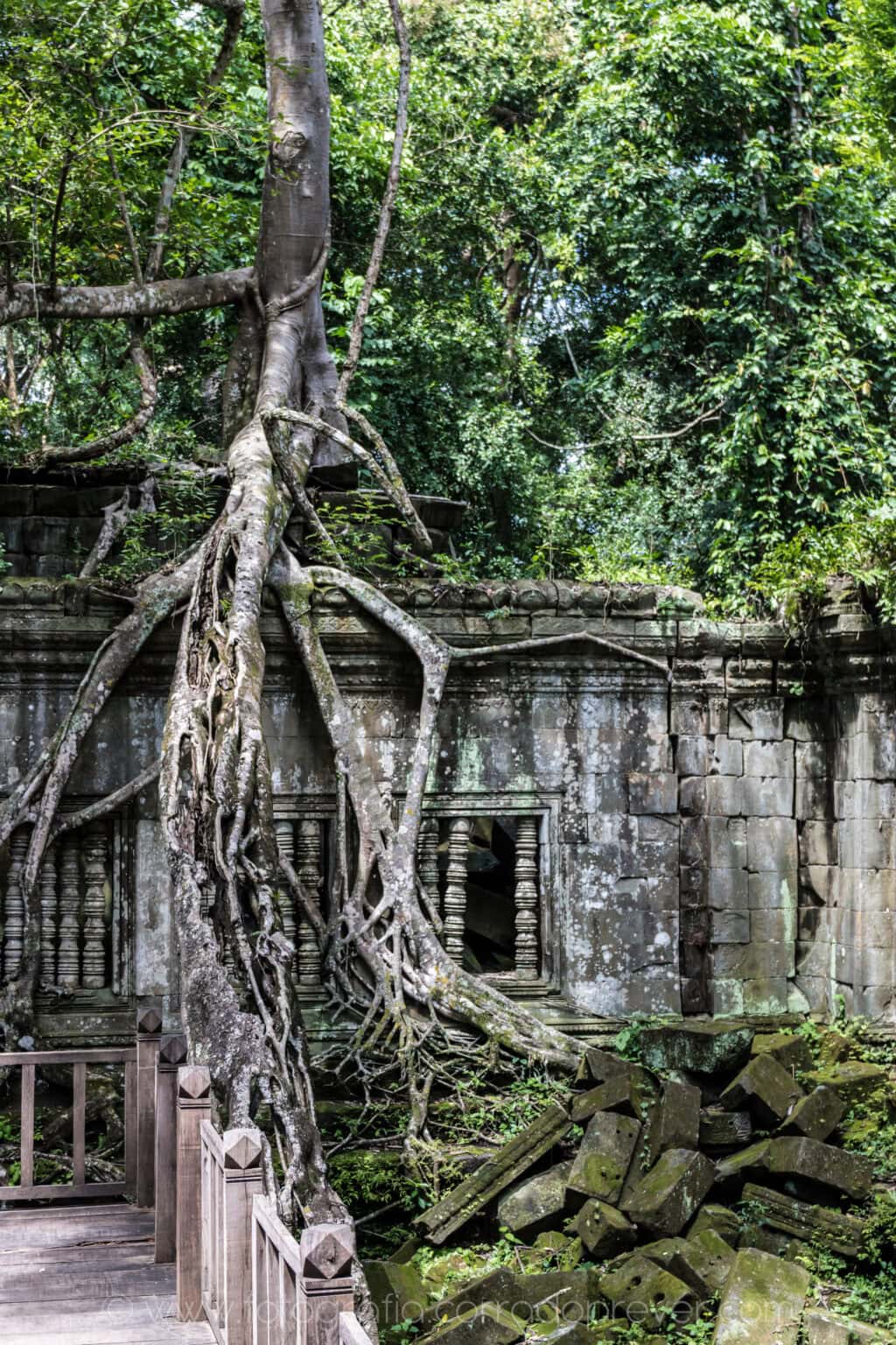 Tempio Beng Mealea, circa 70 km est da Angkor Wat.