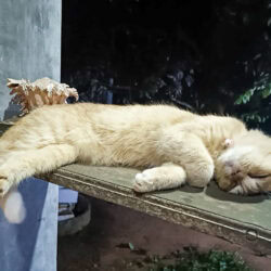 Un gatto dorme disteso su una panca: la vita è dura da queste parti.