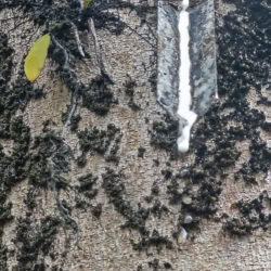Il lattice bianco cola lungo l'incisione nella corteccia di un albero della gomma.